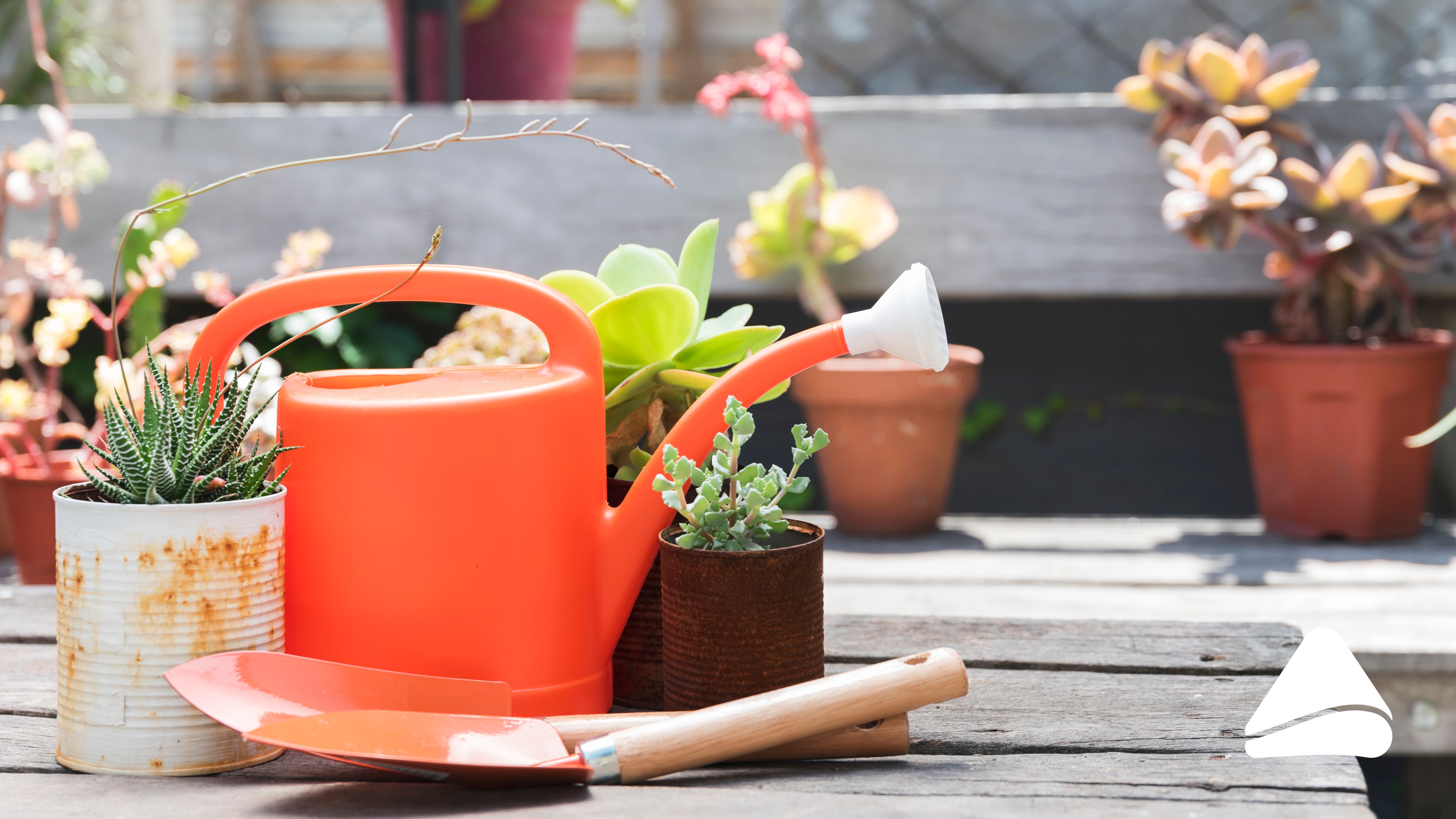 6 dicas para manter as plantas da sua casa saudáveis no inverno